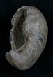 Tall Fossil Whale Ear Bone - Venice Florida #6086-1